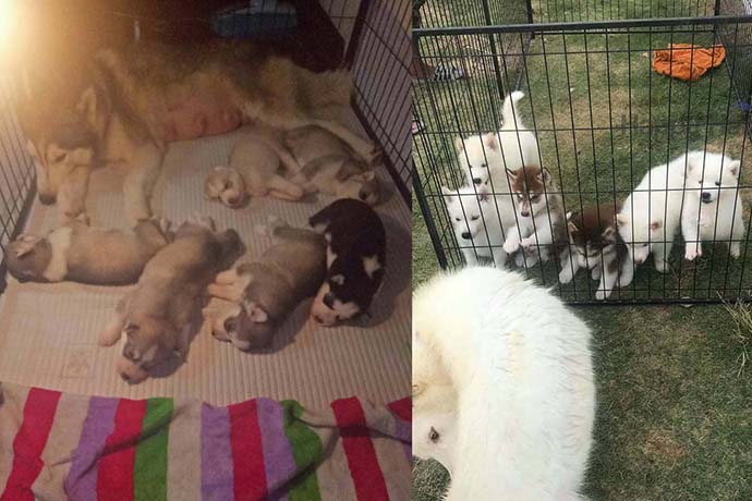 คอกลูกสุนัข คอกลูกหมา