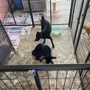 review dog fence playpen L รีวิวคอกสุนัข ไทย