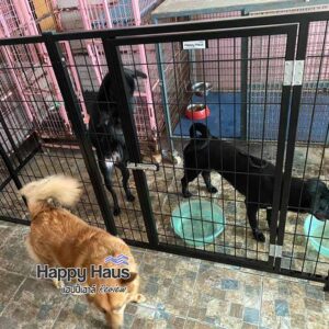 review dog fence playpen L รีวิวคอกสุนัข ไทย