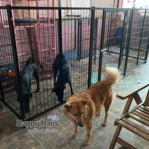 review dog fence playpen L รีวิวคอกสุนัข ไทย