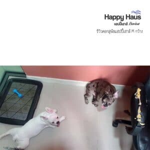 รีวิวคอกสุนัข คอกหมา M เดี่ยว แฮปปี้เฮาส์ French Bulldog