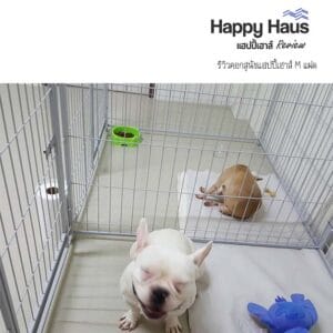 รีวิวคอกสุนัข คอกหมา M เดี่ยว แฮปปี้เฮาส์ French Bulldog