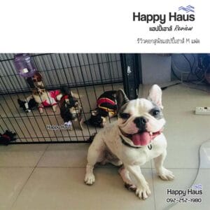 รีวิวคอกสุนัข คอกหมา M เดี่ยว แฮปปี้เฮาส์ French Bulldog