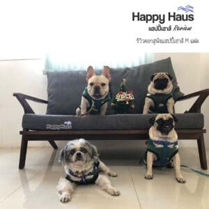 รีวิวคอกสุนัข คอกหมา M เดี่ยว แฮปปี้เฮาส์ French Bulldog