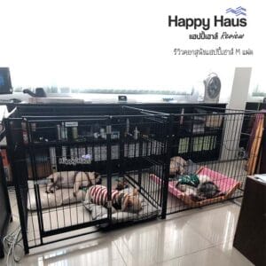 รีวิวคอกสุนัข คอกหมา M เดี่ยว แฮปปี้เฮาส์ French Bulldog