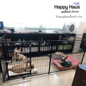 รีวิวคอกสุนัข คอกหมา M เดี่ยว แฮปปี้เฮาส์ French Bulldog