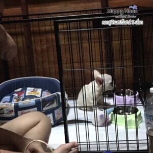 รีวิวคอกสุนัข คอกหมา S เดี่ยว แฮปปี้เฮาส์ French Bulldog