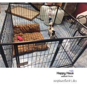 รีวิวคอกสุนัข คอกหมา S เดี่ยว แฮปปี้เฮาส์ French Bulldog