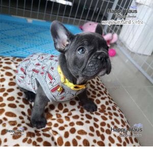 รีวิวคอกสุนัข คอกหมา S กว้าง แฮปปี้เฮาส์ French Bulldog
