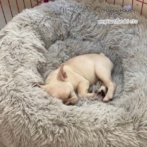 รีวิวคอกสุนัข คอกหมา S กว้าง แฮปปี้เฮาส์ French Bulldog