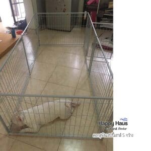 รีวิวคอกสุนัข คอกหมา S กว้าง แฮปปี้เฮาส์ French Bulldog