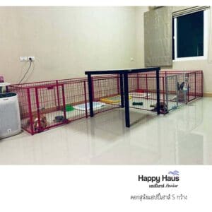 รีวิวคอกสุนัข คอกหมา S กว้าง แฮปปี้เฮาส์ French Bulldog