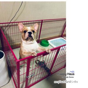 รีวิวคอกสุนัข คอกหมา S กว้าง แฮปปี้เฮาส์ French Bulldog