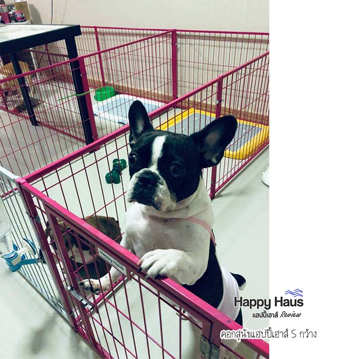 รีวิวคอกสุนัข คอกหมา S กว้าง แฮปปี้เฮาส์ French Bulldog