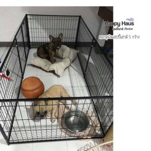 รีวิวคอกสุนัข คอกหมา S กว้าง แฮปปี้เฮาส์ French Bulldog