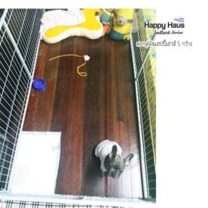 รีวิวคอกสุนัข คอกหมา S กว้าง แฮปปี้เฮาส์ French Bulldog