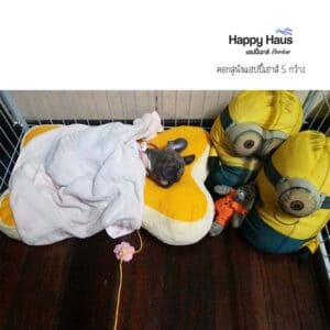 รีวิวคอกสุนัข คอกหมา S กว้าง แฮปปี้เฮาส์ French Bulldog