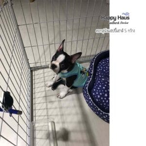 รีวิวคอกสุนัข คอกหมา S กว้าง แฮปปี้เฮาส์ French Bulldog