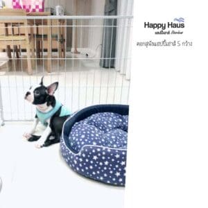 รีวิวคอกสุนัข คอกหมา S กว้าง แฮปปี้เฮาส์ French Bulldog