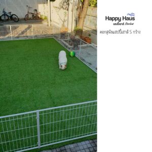 รีวิวคอกสุนัข คอกหมา S กว้าง แฮปปี้เฮาส์ French Bulldog