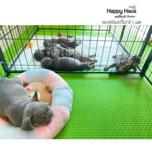 รีวิวคอกสุนัข คอกหมา S แฝด แฮปปี้เฮาส์ French Bulldog