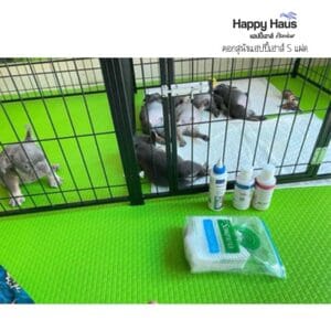 รีวิวคอกสุนัข คอกหมา S แฝด แฮปปี้เฮาส์ French Bulldog